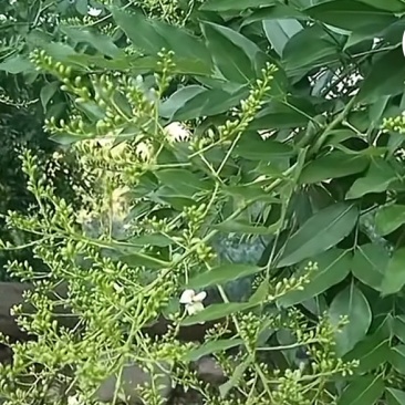 槐米
