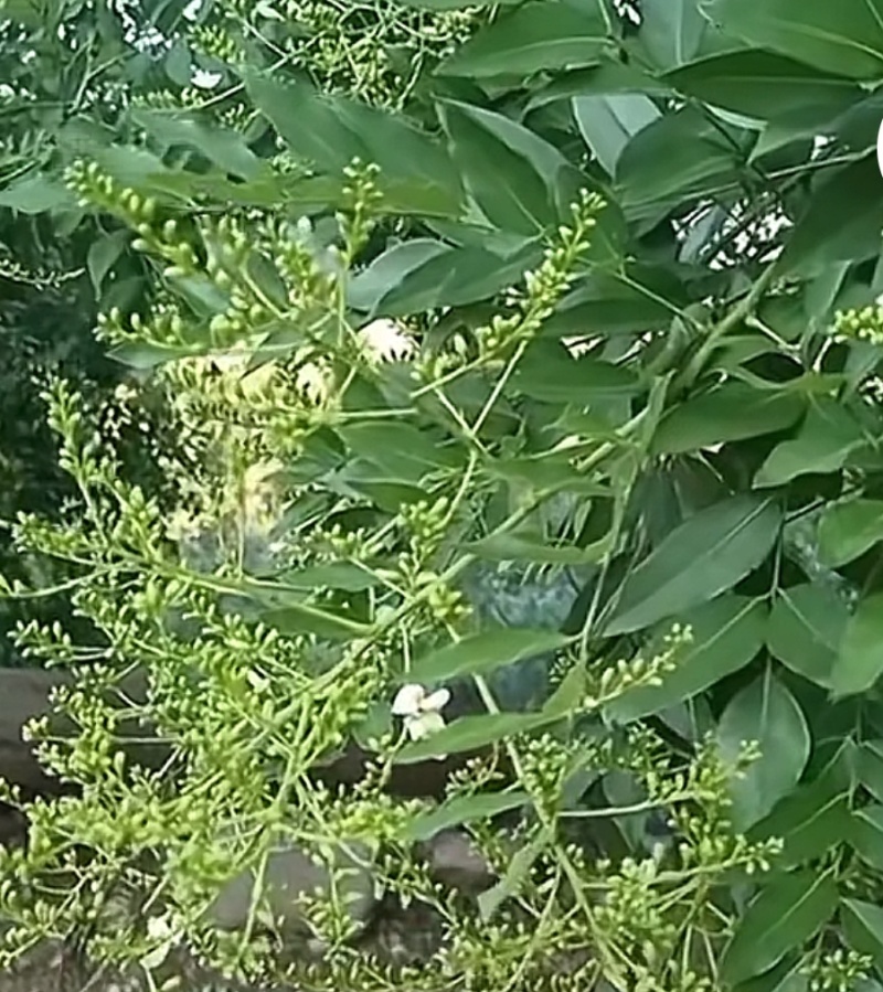 槐米
