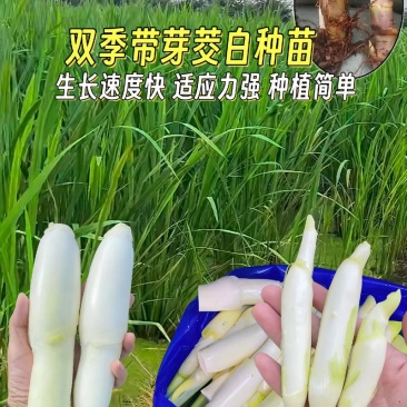 想卖茭白