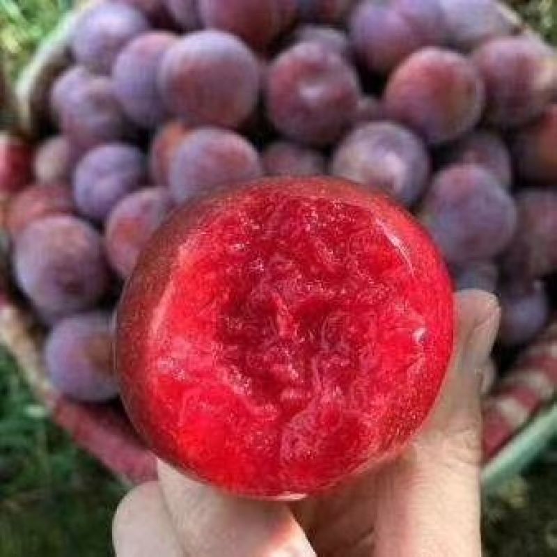 油奈和芙蓉李