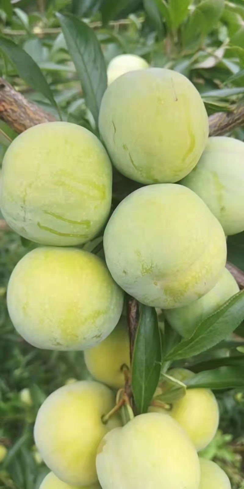 油奈和芙蓉李