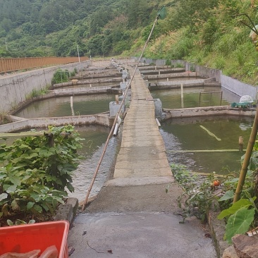 溪石斑