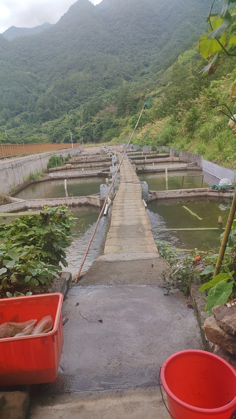 溪石斑
