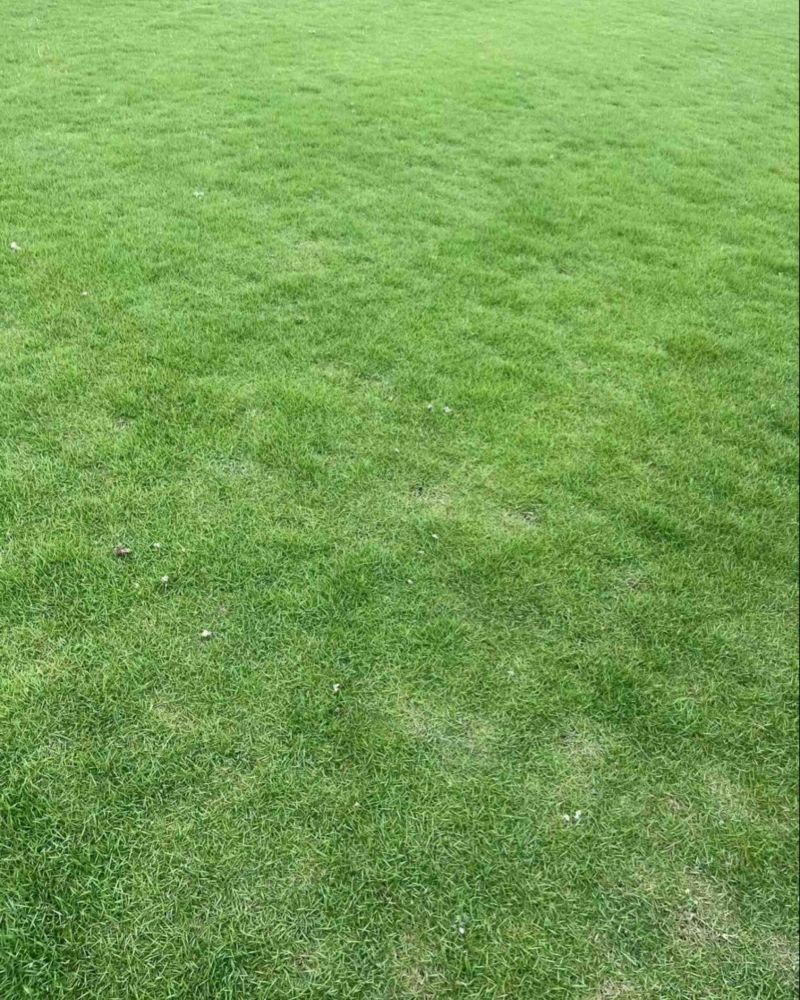 台湾草