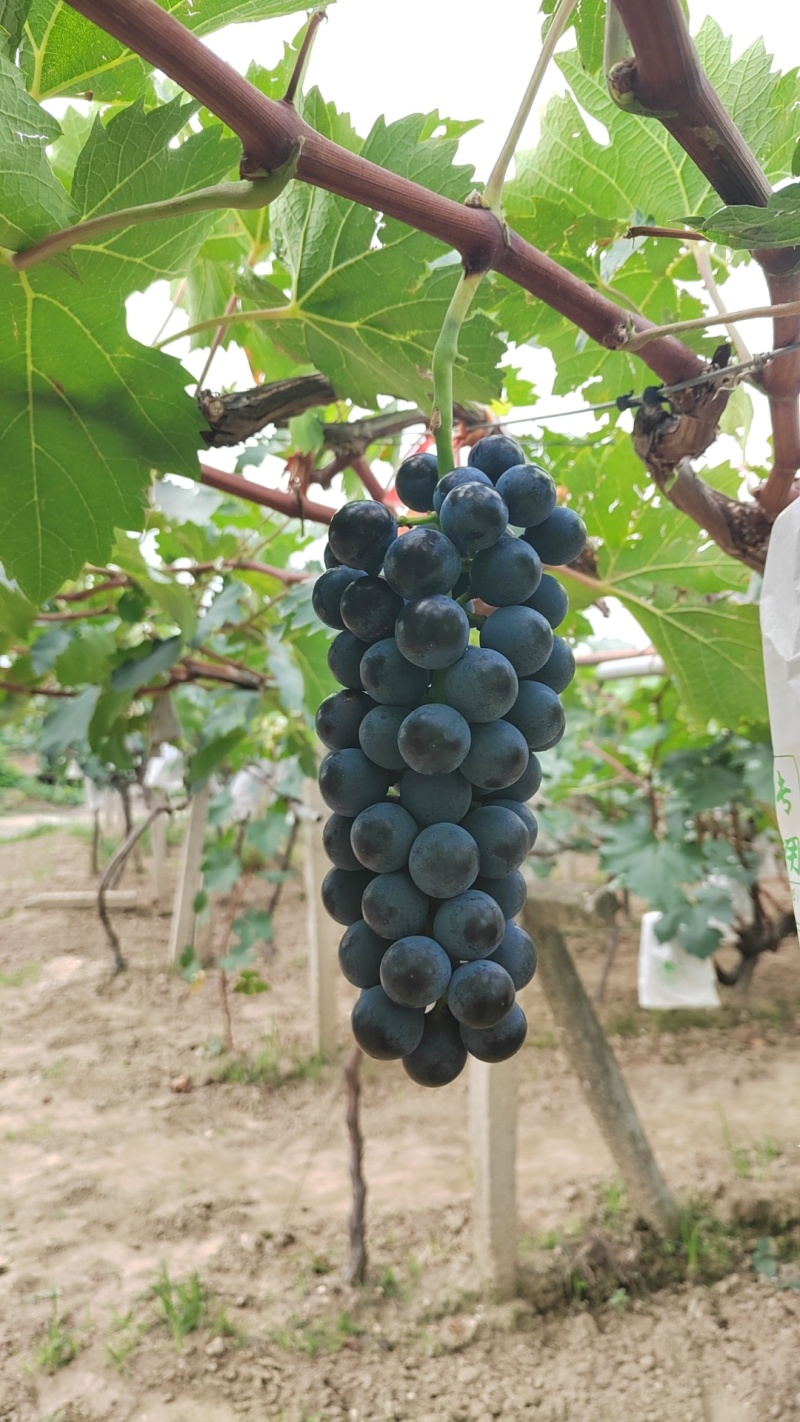 鄠邑区夏黑葡萄