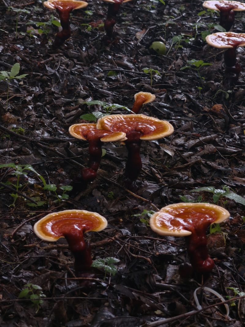 云南高原特色灵芝