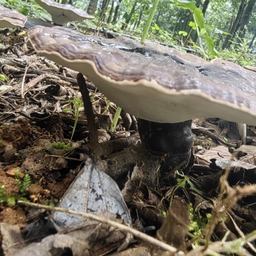 云南高原特色灵芝