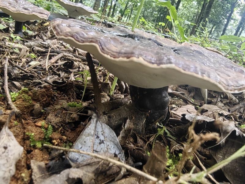 云南高原特色灵芝