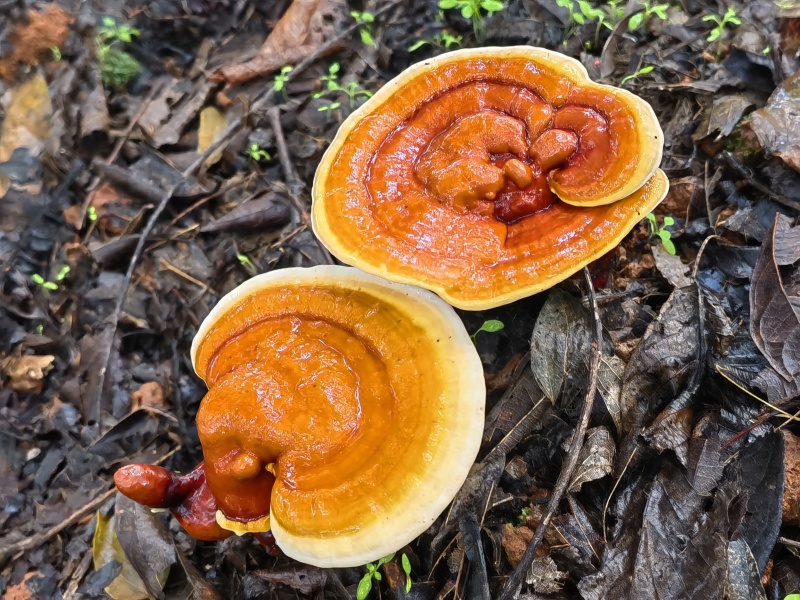 云南高原特色灵芝