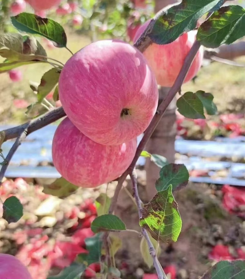 山西临猗苹果