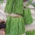 高山豇豆大量上市。保质保量交货。欢迎大家订购