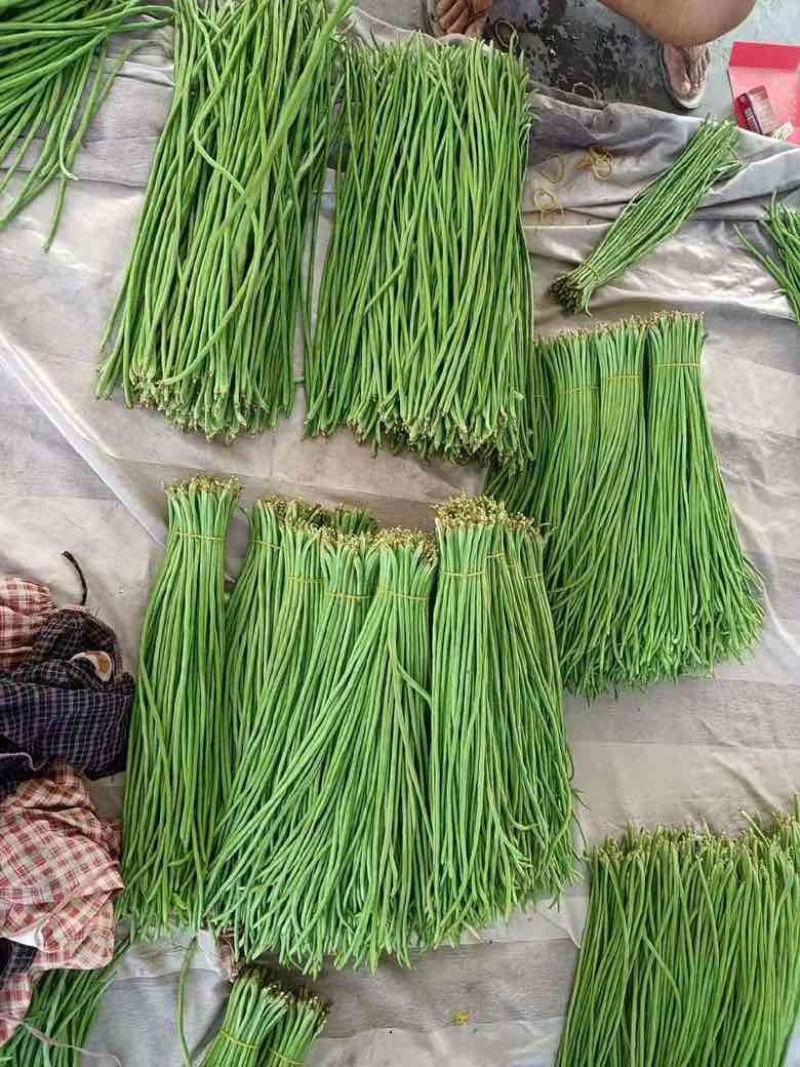 高山豇豆大量上市。保质保量交货。欢迎大家订购