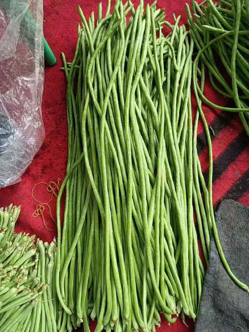 高山豇豆大量上市。保质保量交货。欢迎大家订购