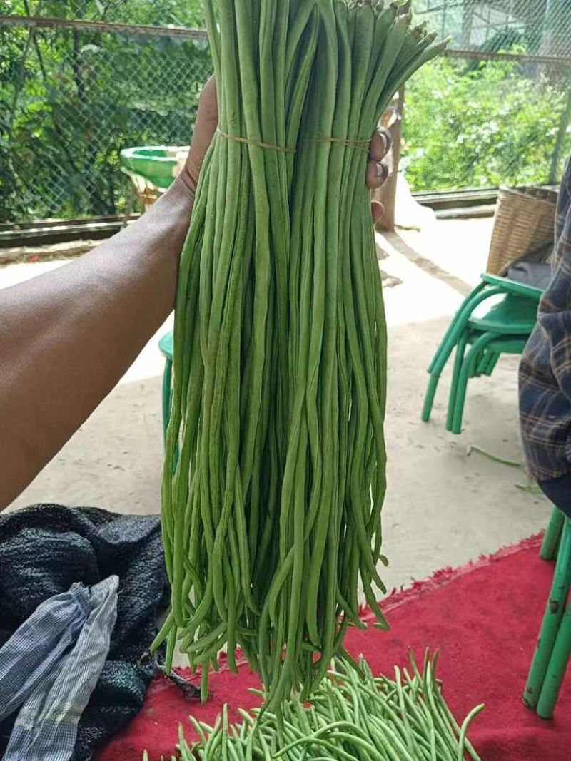 高山豇豆大量上市。保质保量交货。欢迎大家订购