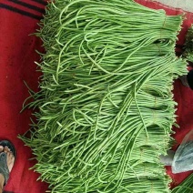 高山豇豆大量上市。保质保量交货。欢迎大家订购