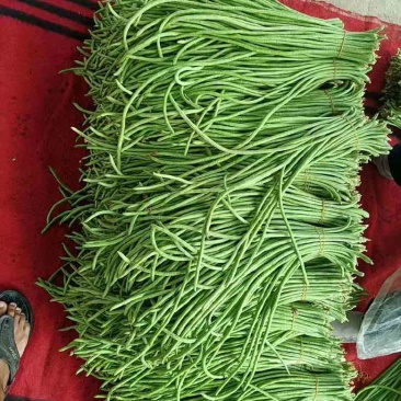 高山豇豆大量上市。保质保量交货。欢迎大家订购