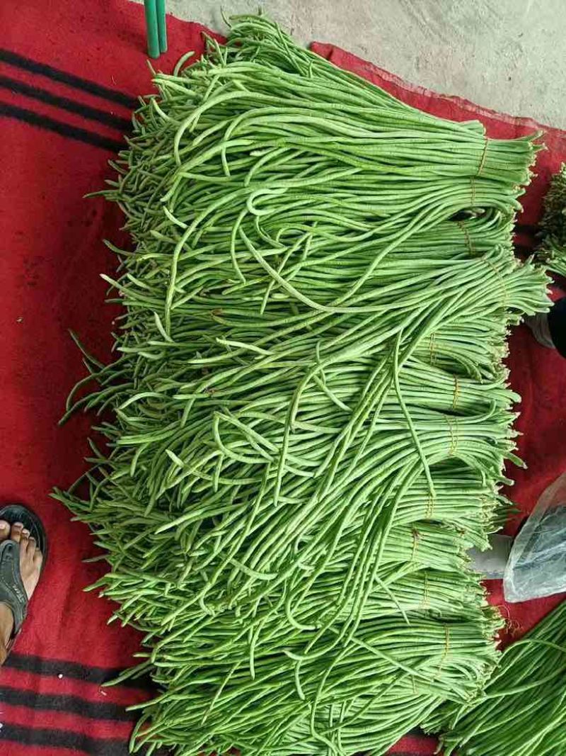 高山豇豆大量上市。保质保量交货。欢迎大家订购