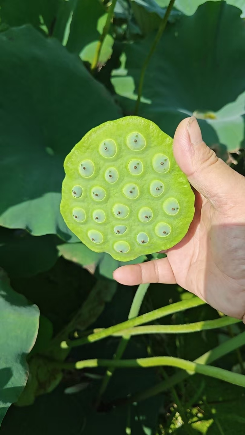 鲜莲蓬