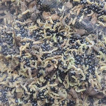 白鲜皮种子