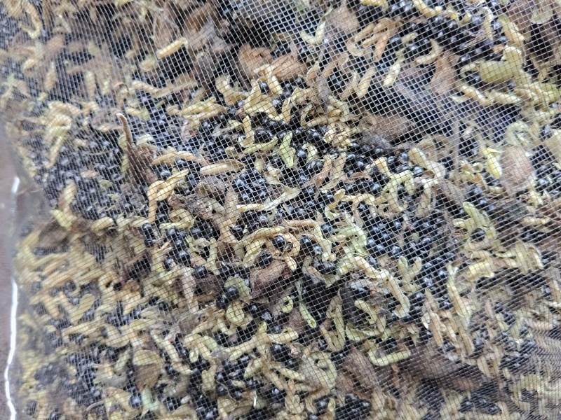 白鲜皮种子