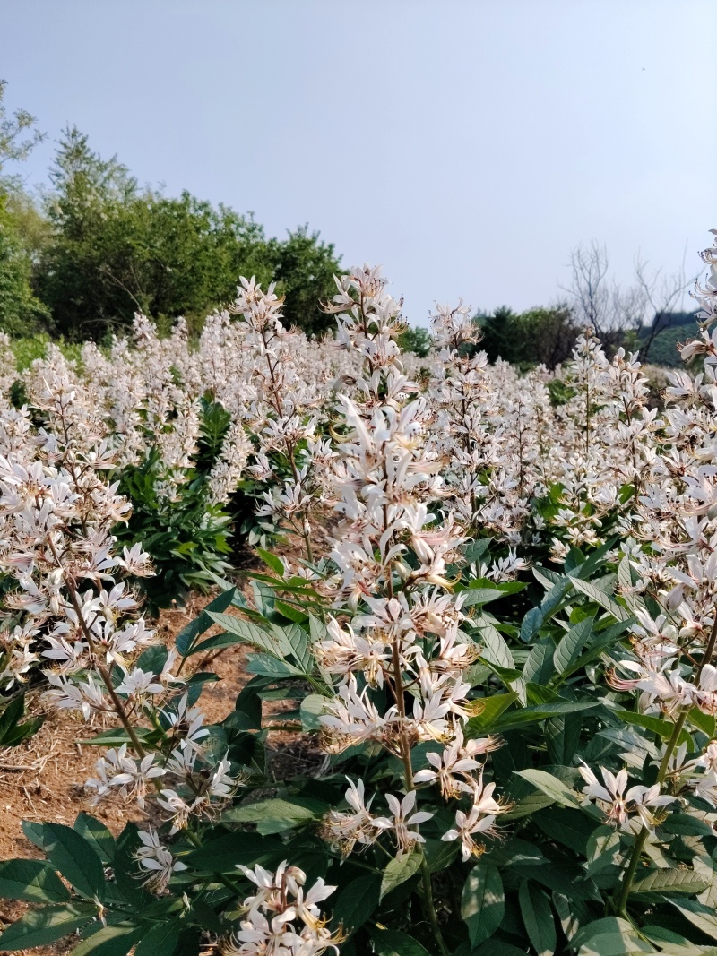 白鲜皮种子