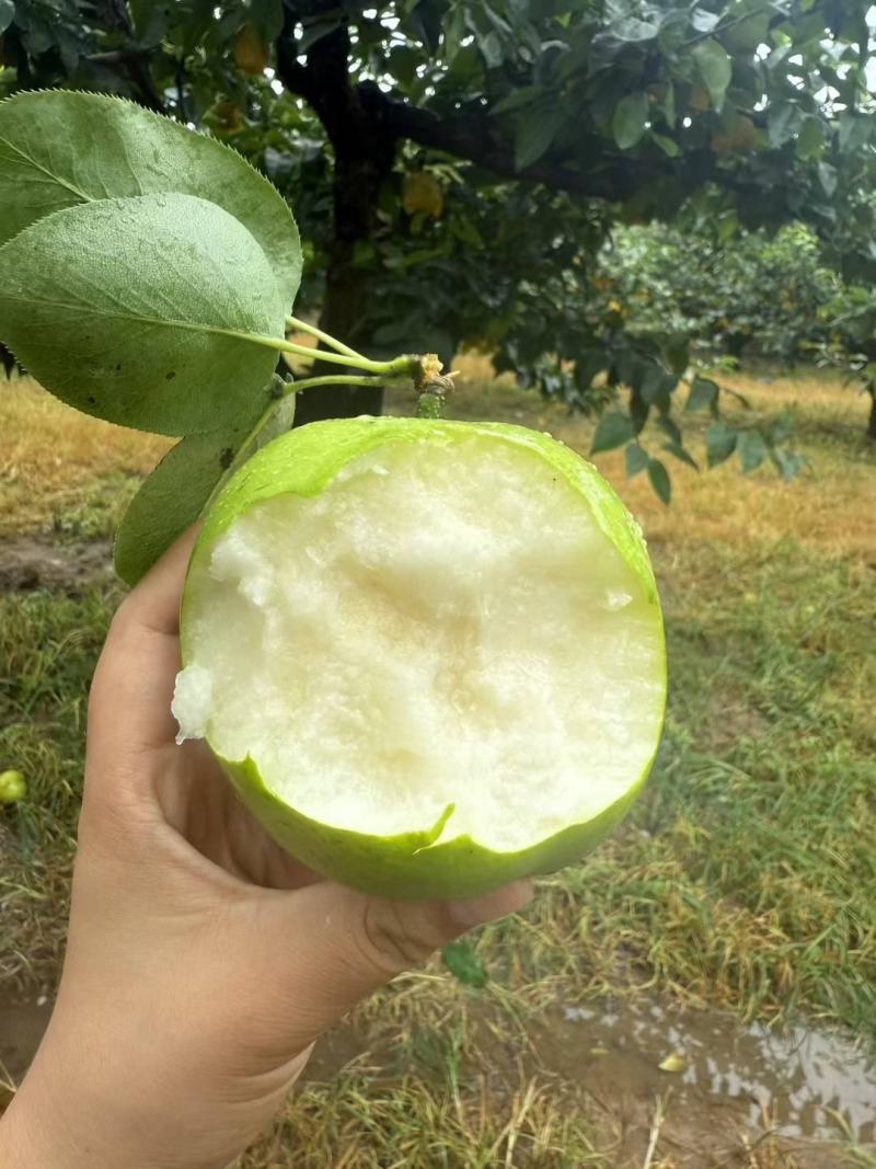 砀山早熟梨