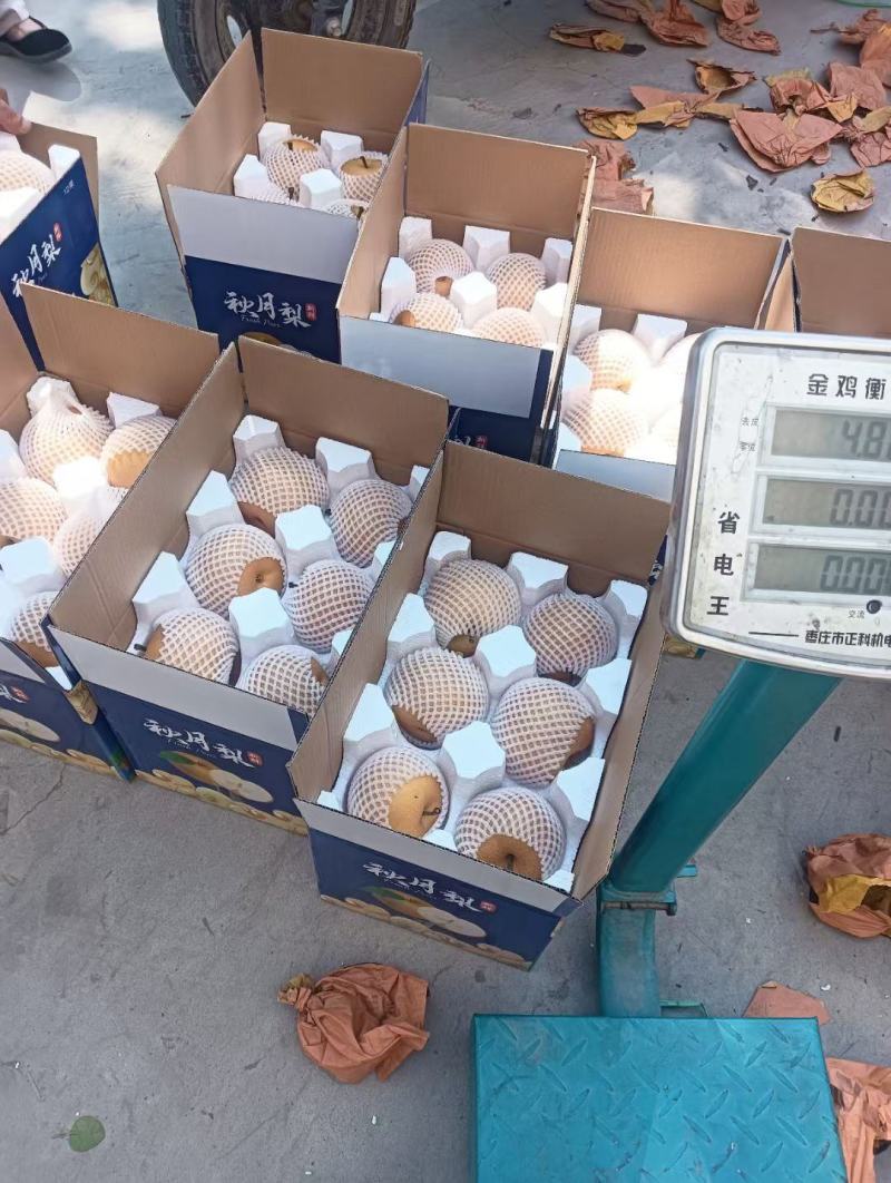 砀山早熟梨