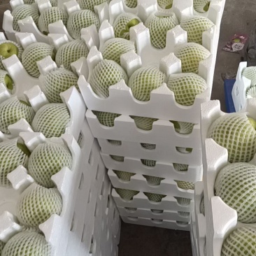 砀山早熟梨