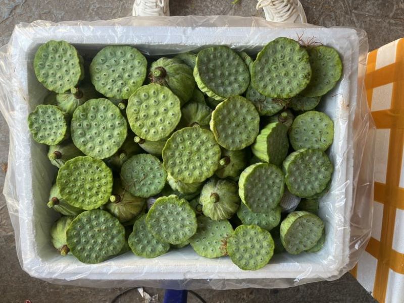 水果特大莲蓬4/6成熟