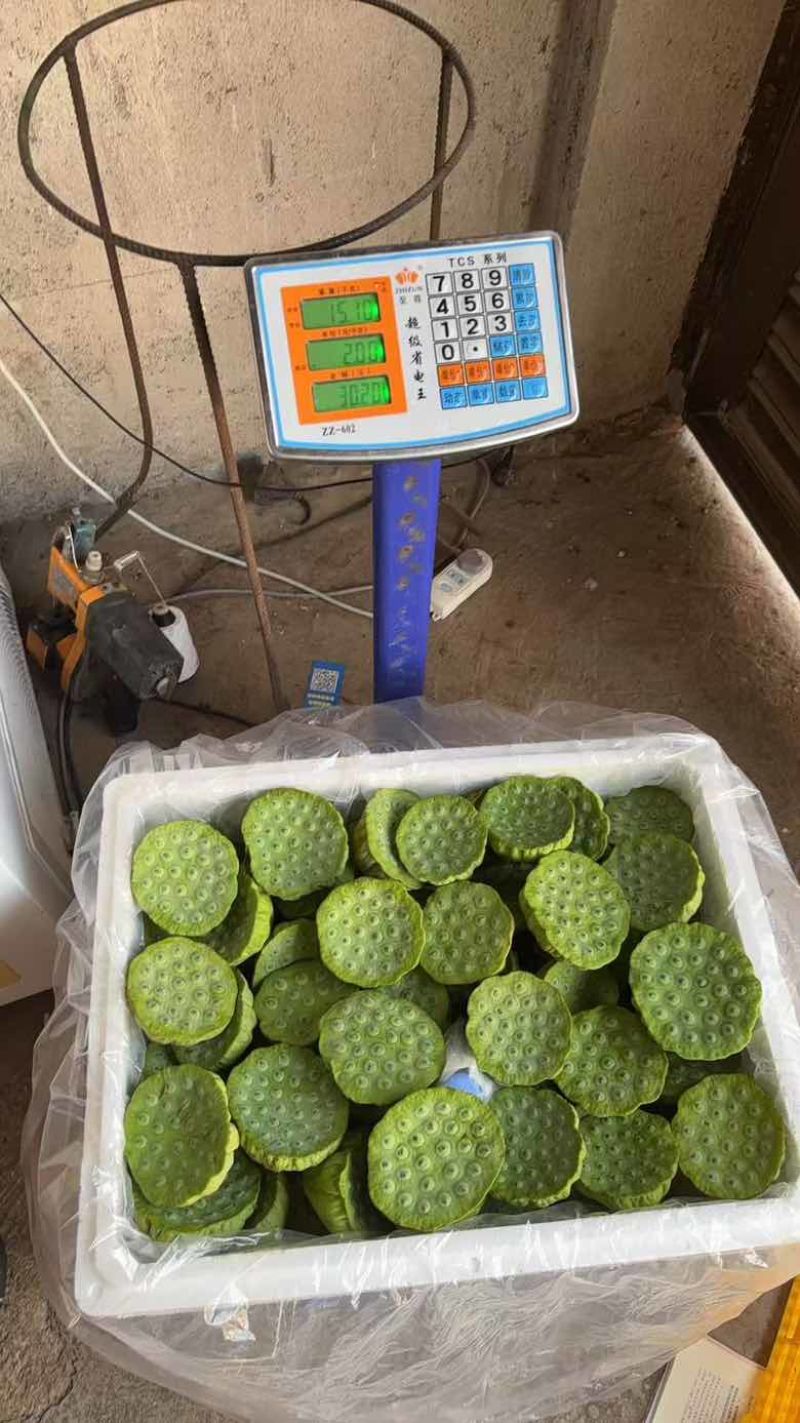 水果特大莲蓬4/6成熟
