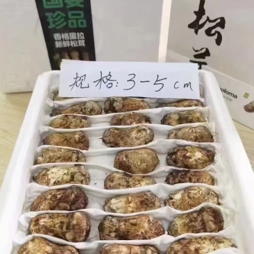 香格里拉松茸