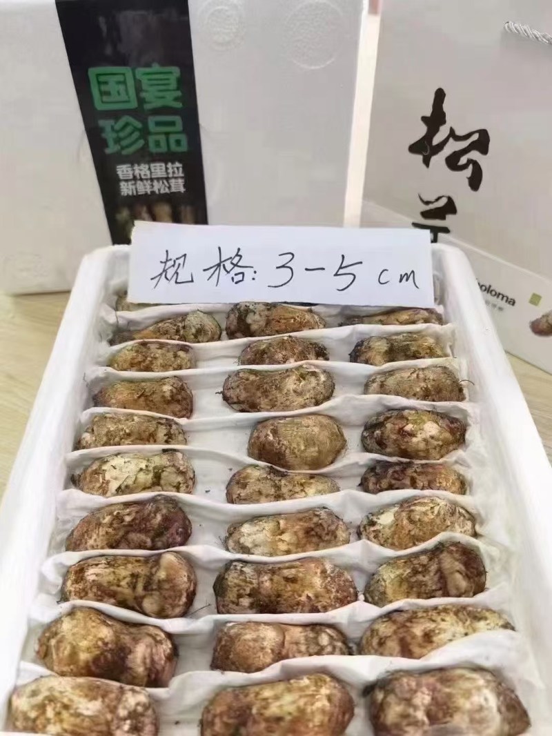 香格里拉松茸
