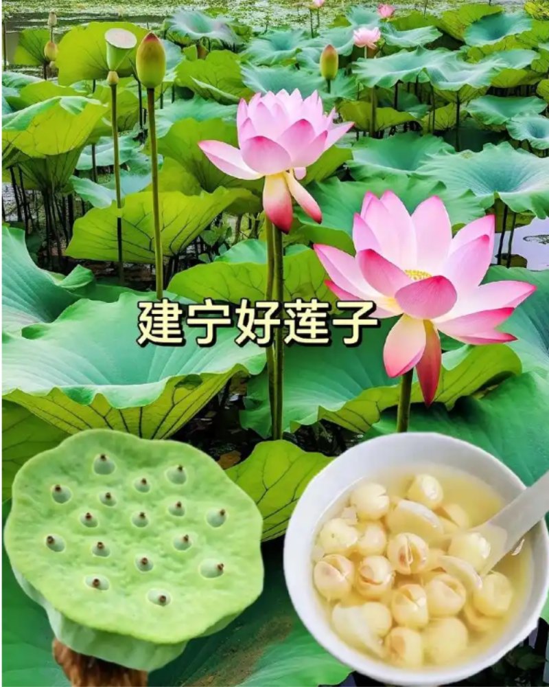 建宁白莲