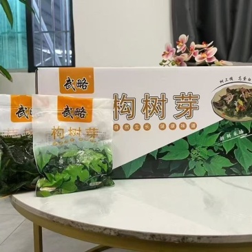 构树芽