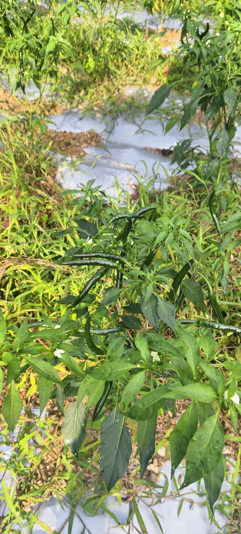 朝天椒