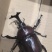 独角仙