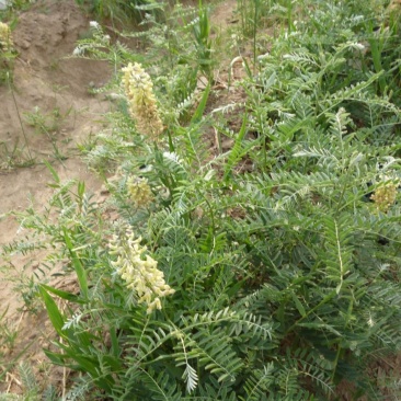 苦豆子