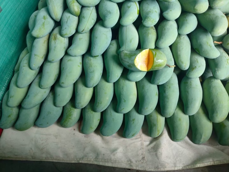 芒果桂七