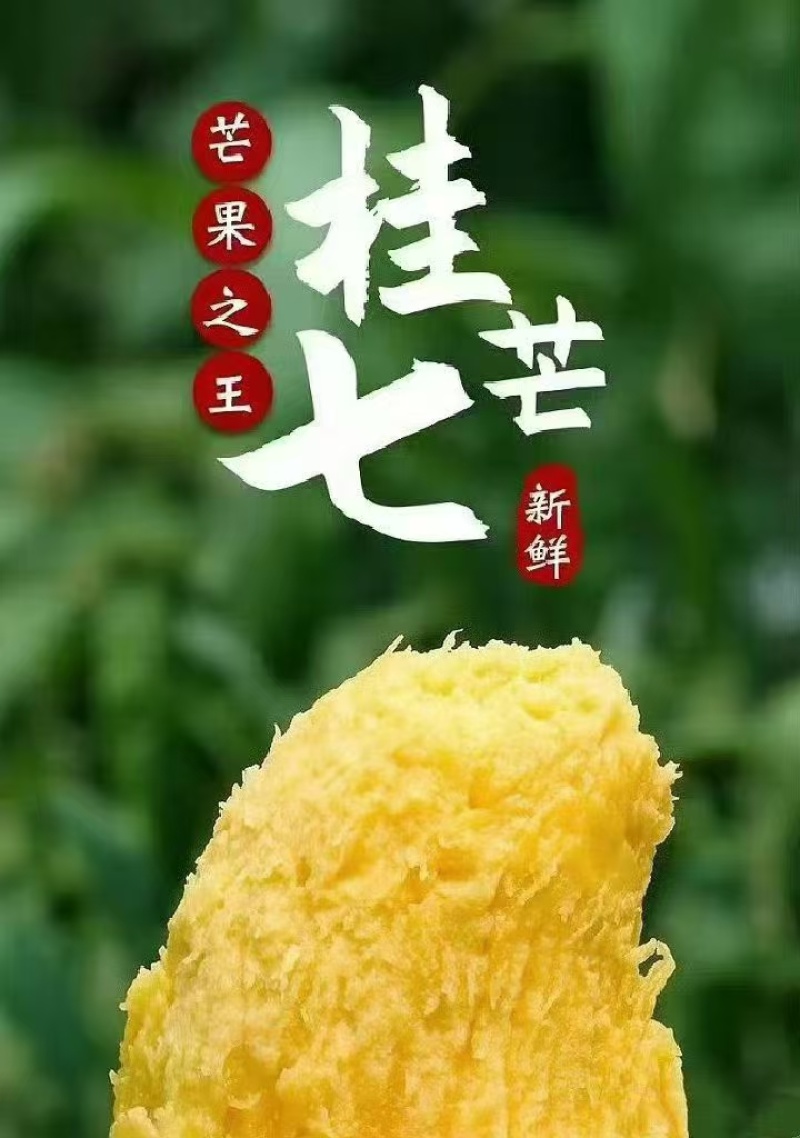 芒果桂七