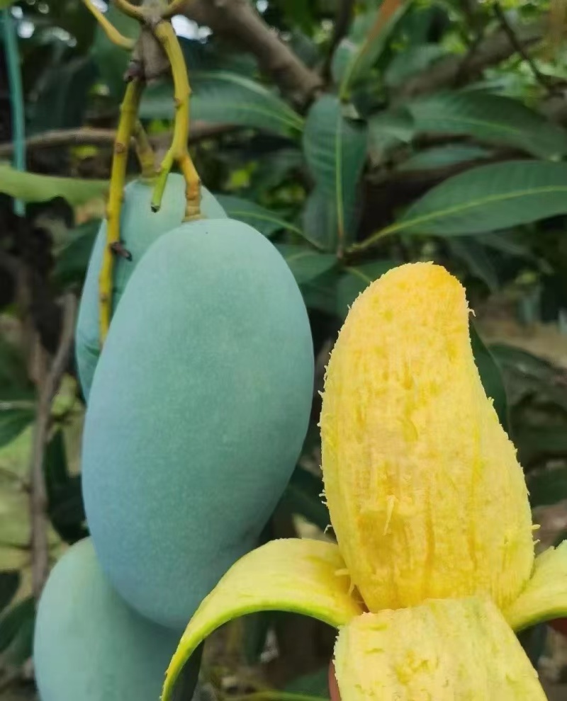 芒果桂七
