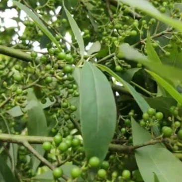 山胡椒