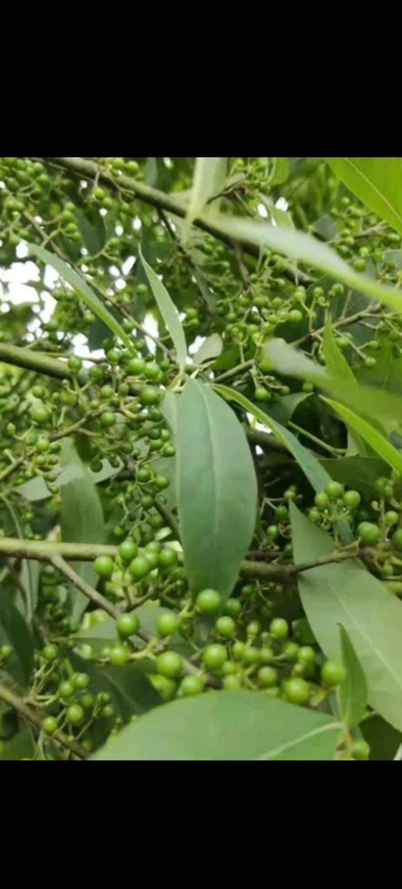 山胡椒