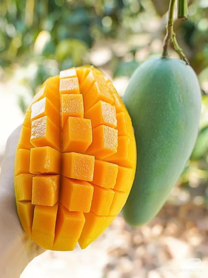 百色芒果🥭