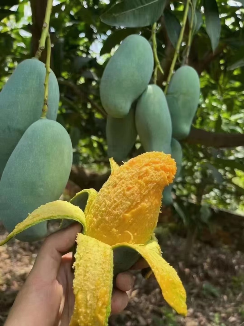 百色芒果🥭