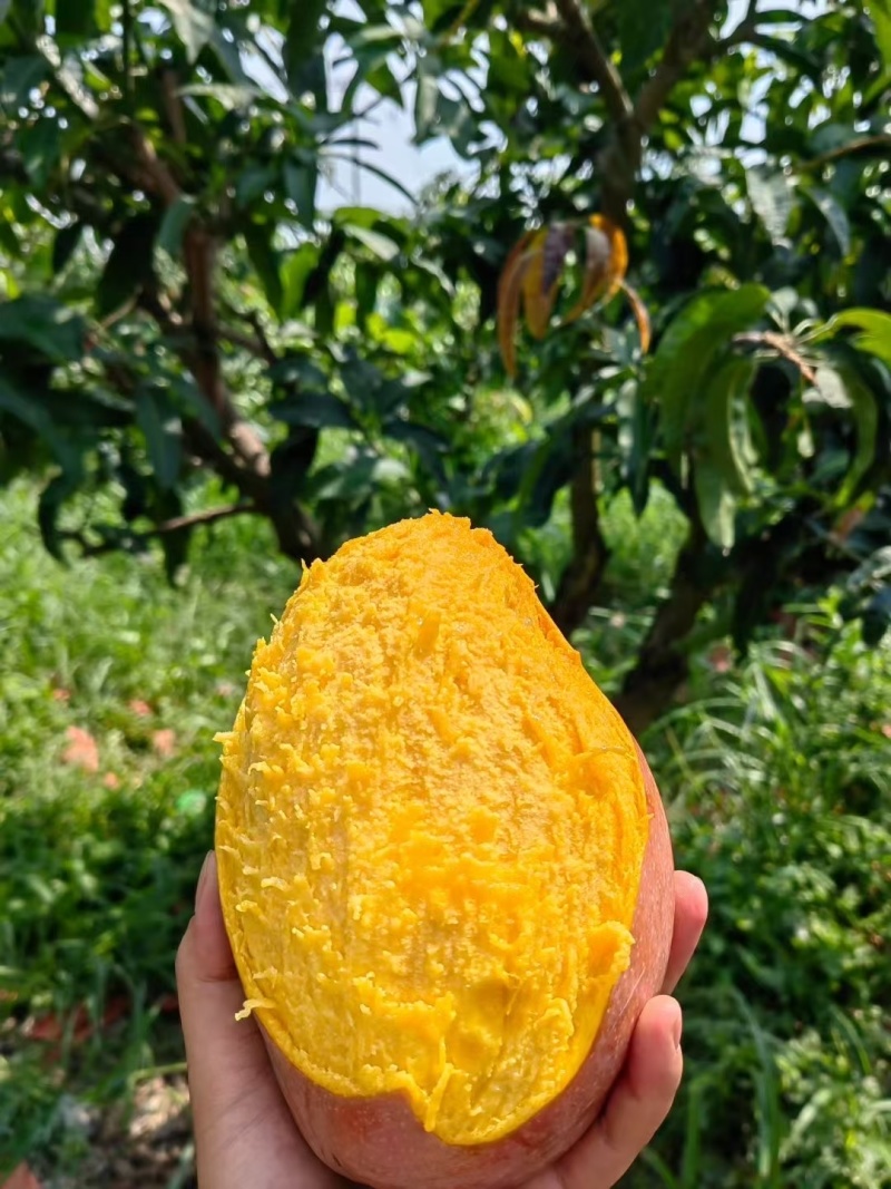 百色芒果🥭