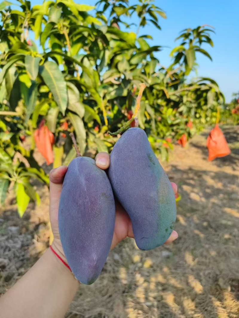 百色芒果🥭