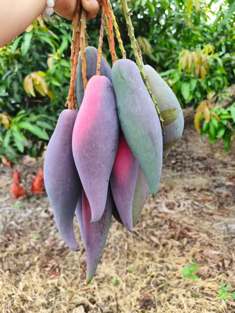 百色芒果🥭