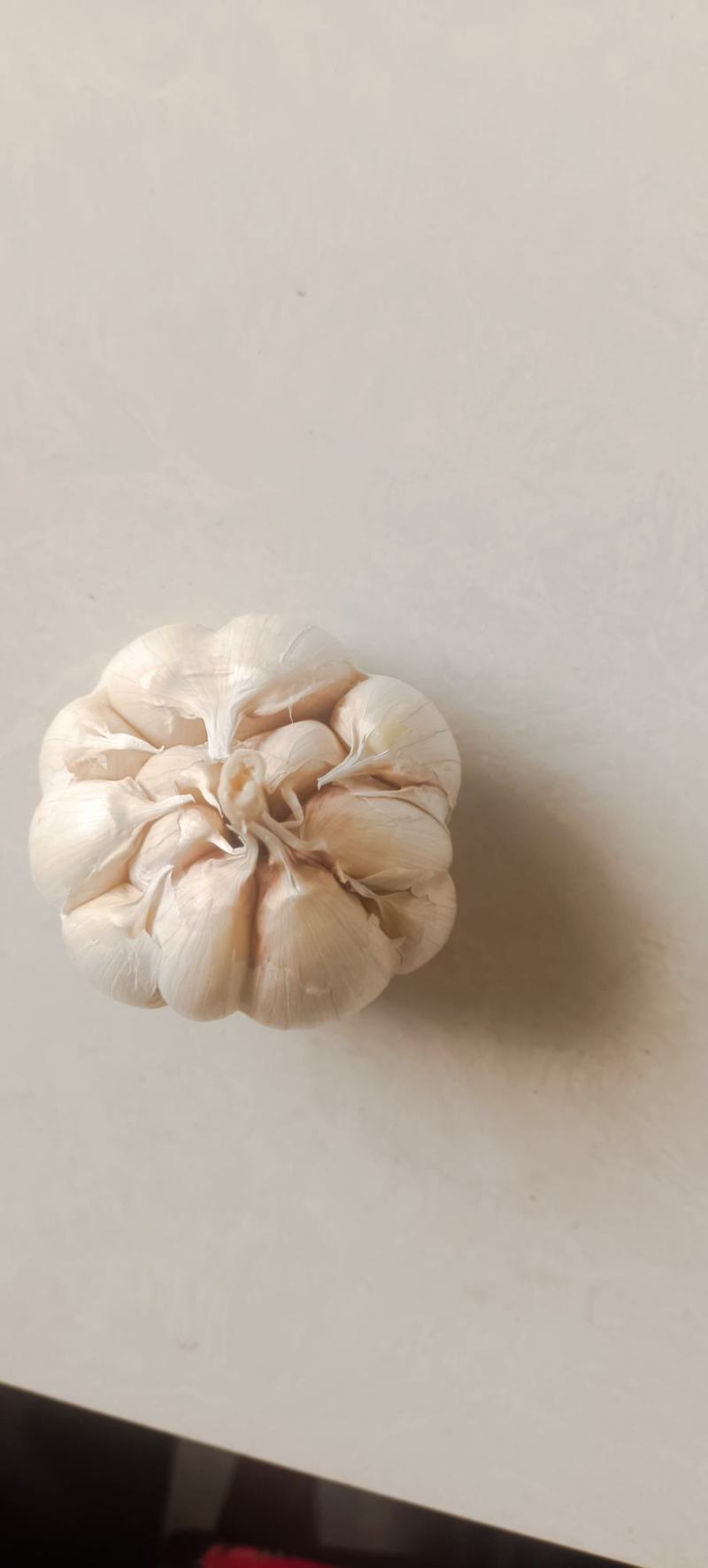 河北大蒜（干蒜）