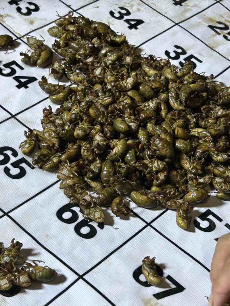 金蝉/量大/杜仲/冷链发货