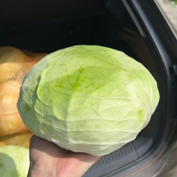 莲花白菜